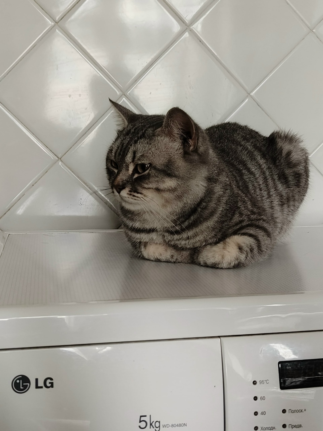 Пропала кошка в Магнитогорске — фото объявления