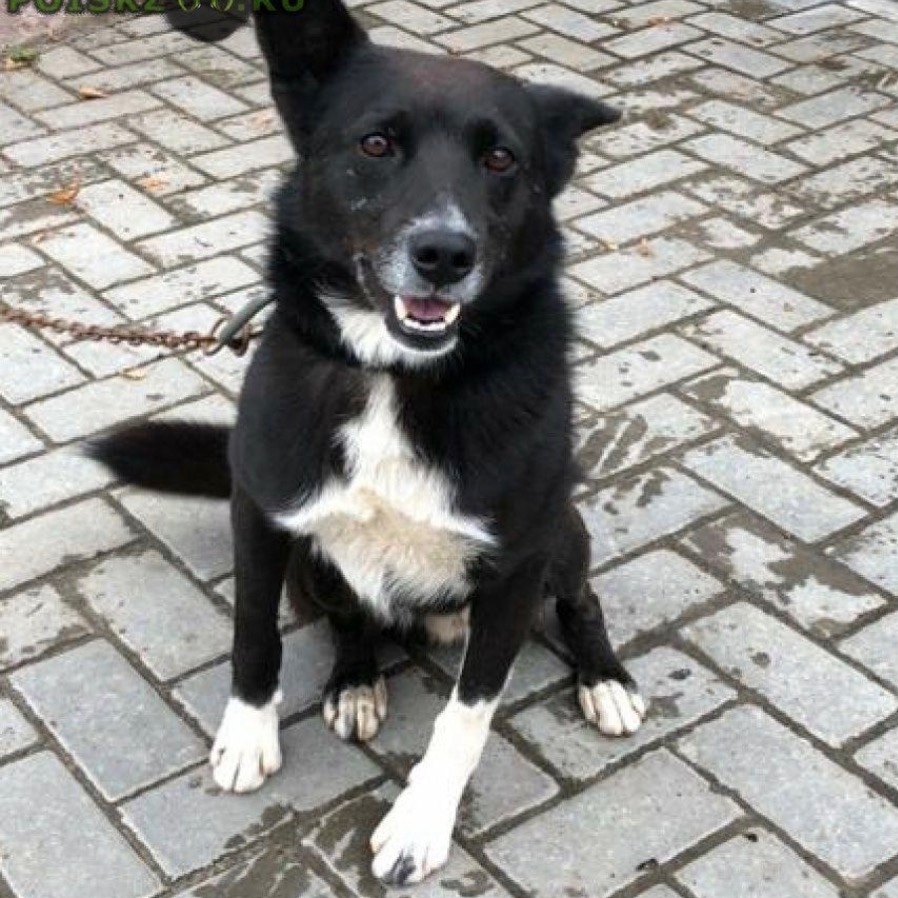 Пропала собака в Магнитогорске — фото объявления