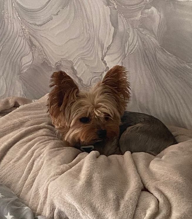 Пропала собака в Магнитогорске — фото объявления