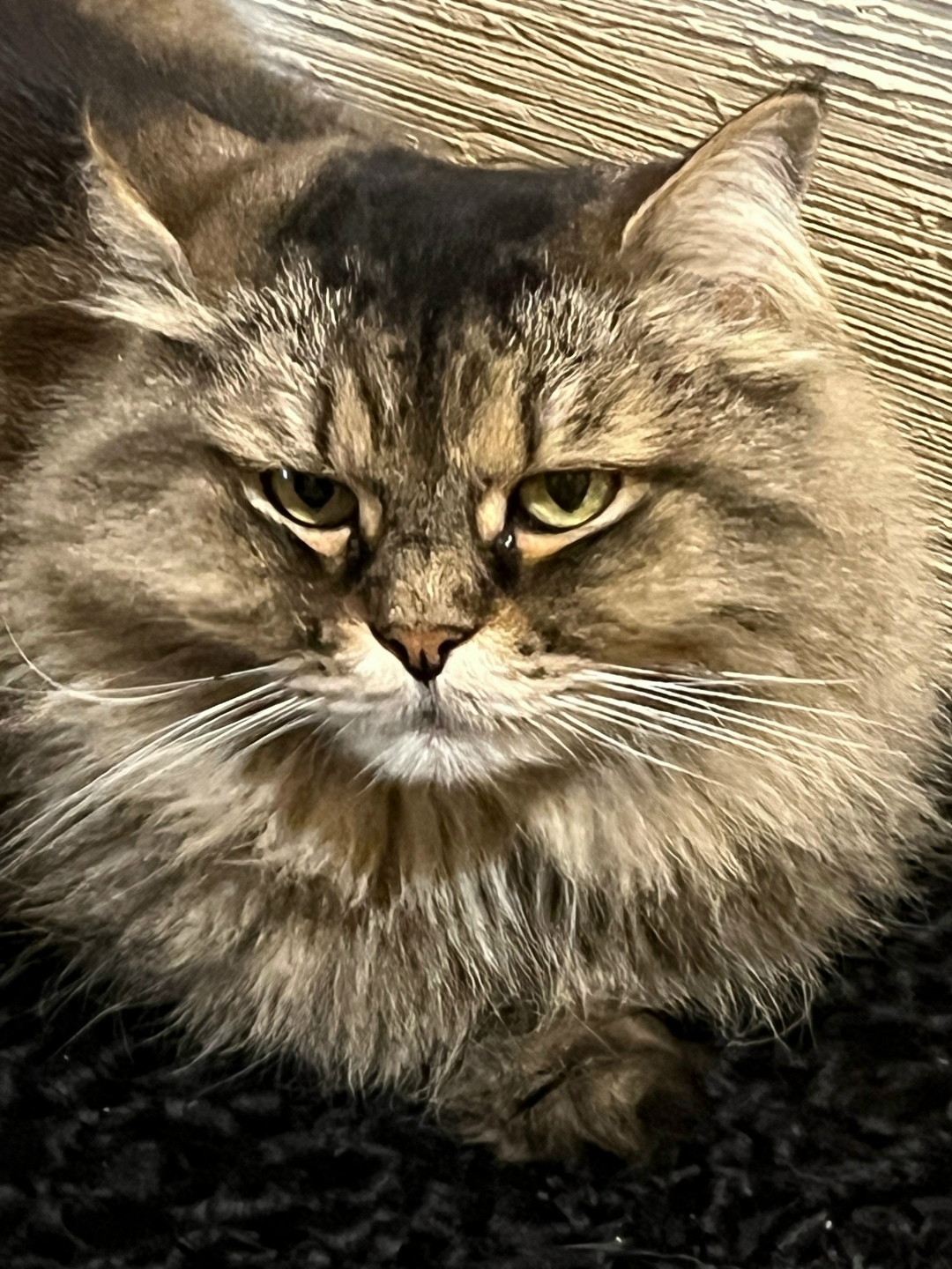 Пропала кошка в Магнитогорске — фото объявления