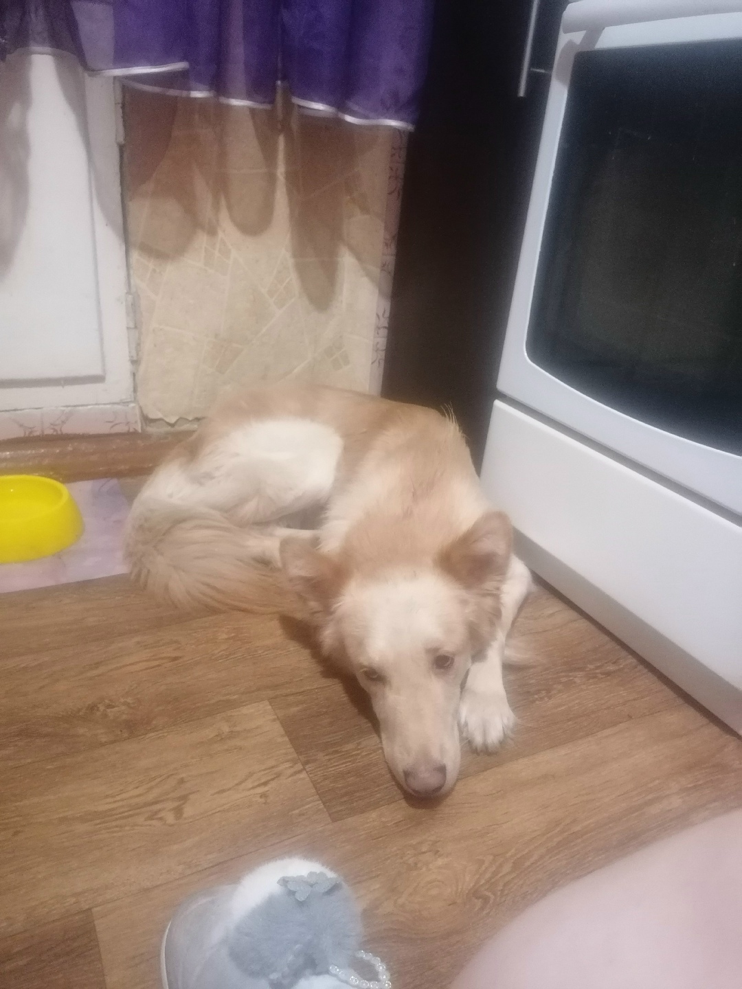 Пропала собака в Магнитогорске — фото объявления