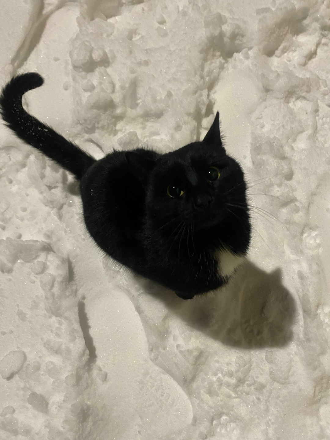 Найдена кошка в Магнитогорске — фото объявления