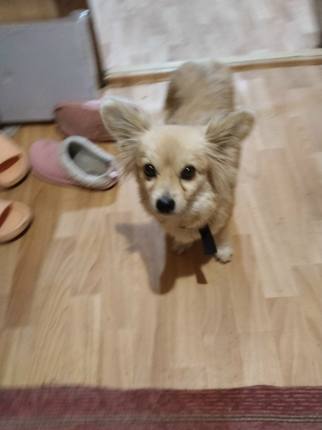 Найдена собака в Магнитогорске — фото объявления