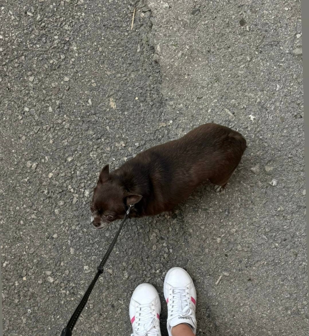 Пропала собака в Магнитогорске — фото объявления