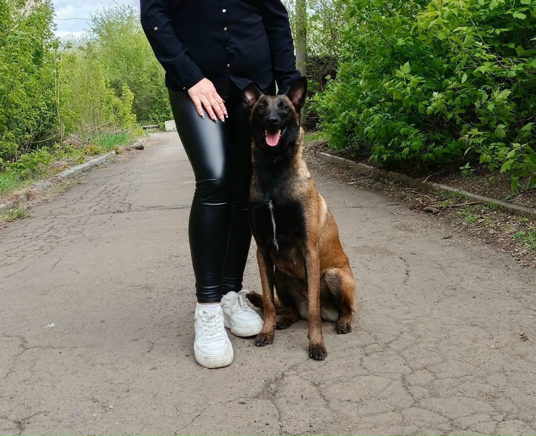 Пропала собака в Магнитогорске — фото объявления