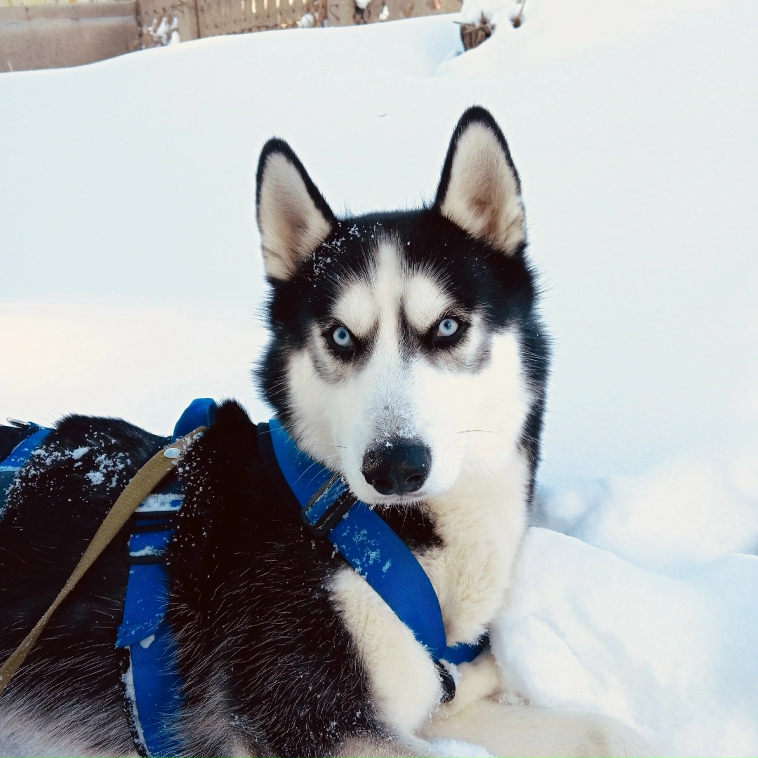 Пропала собака в Магнитогорске — фото объявления