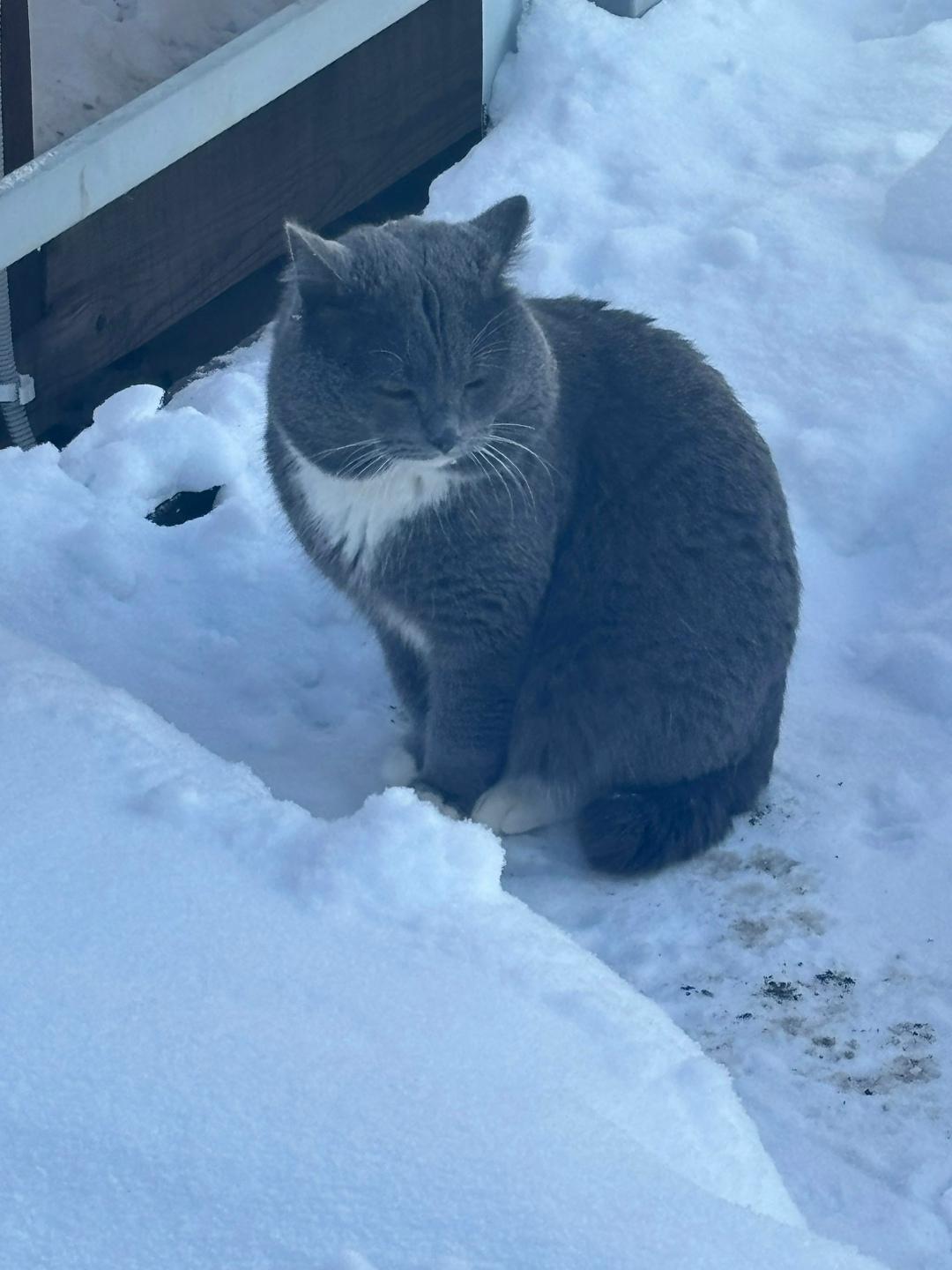 Пропала кошка в Магнитогорске — фото объявления