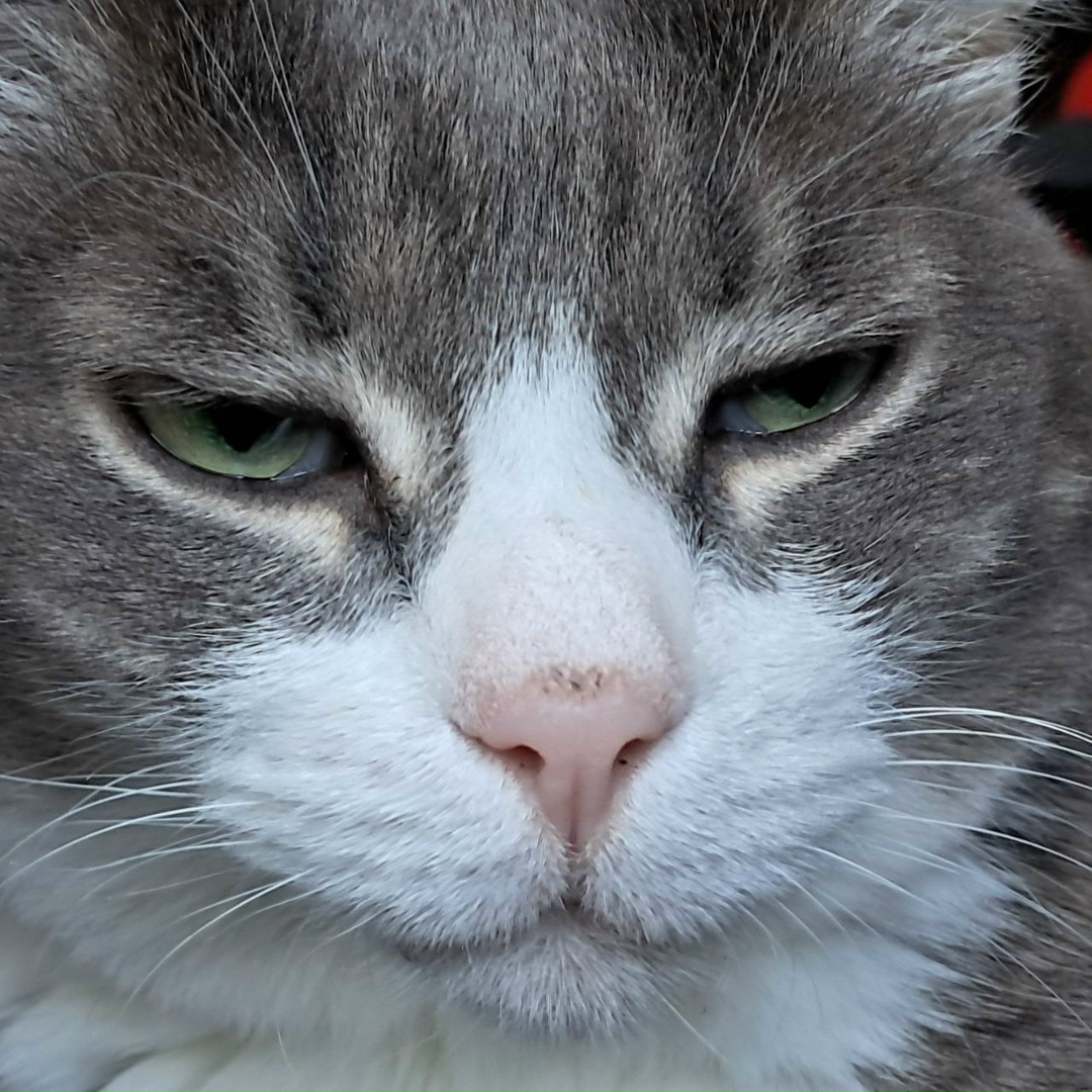 Пропала кошка в Магнитогорске — фото объявления