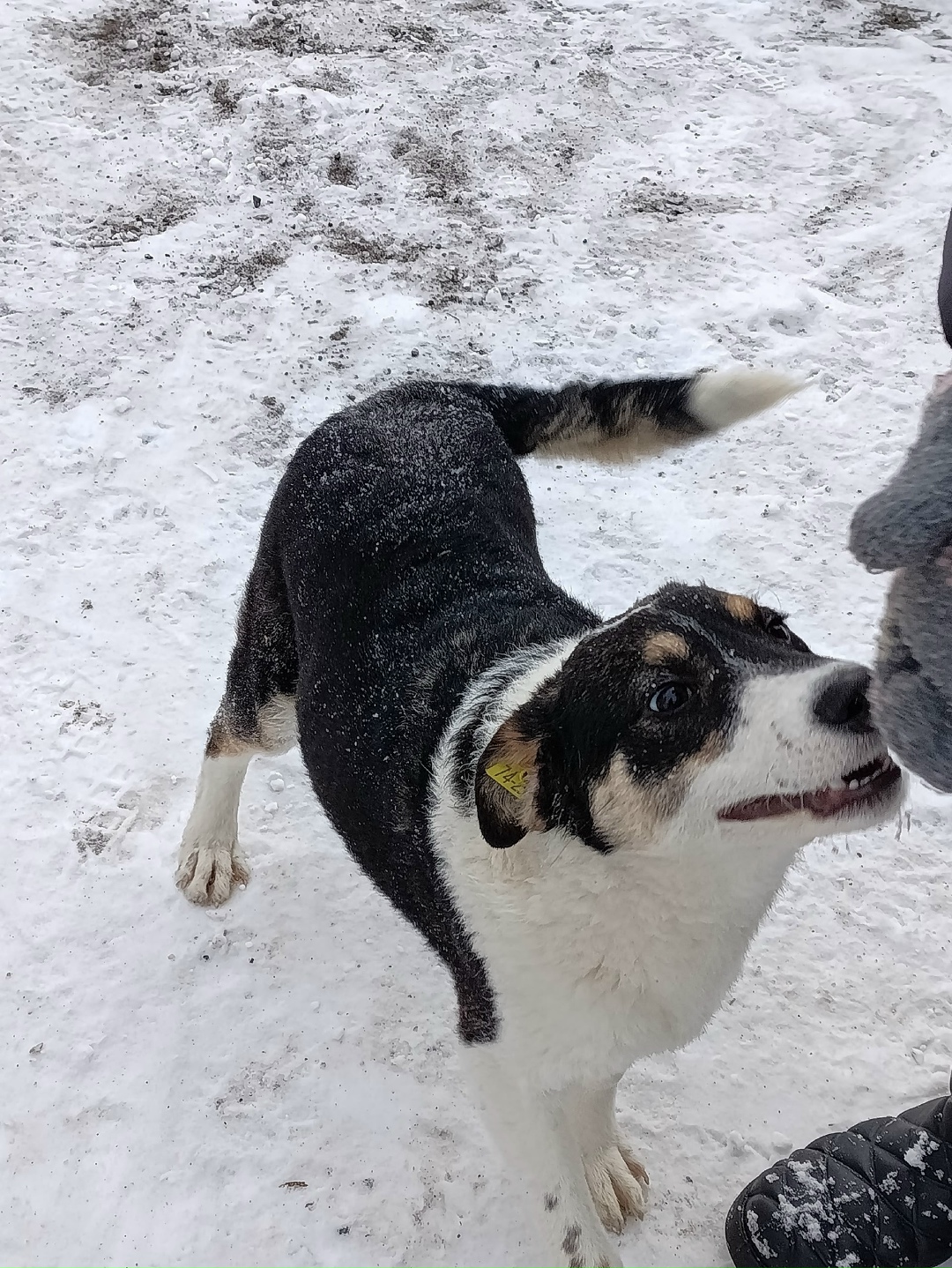 Найдена собака в Магнитогорске — фото объявления