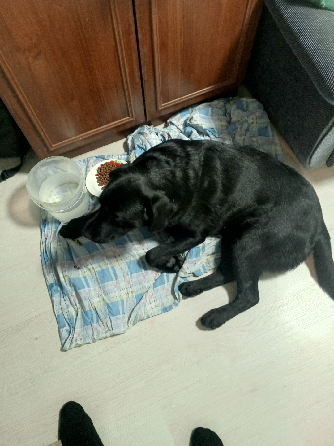 Найдена собака в Магнитогорске — фото объявления