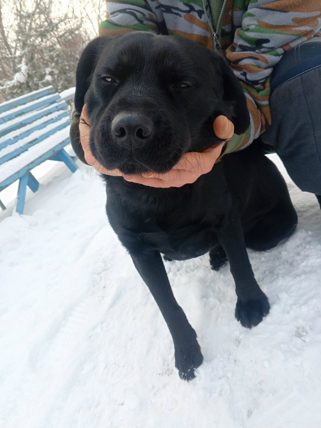 Найдена собака в Магнитогорске — фото объявления