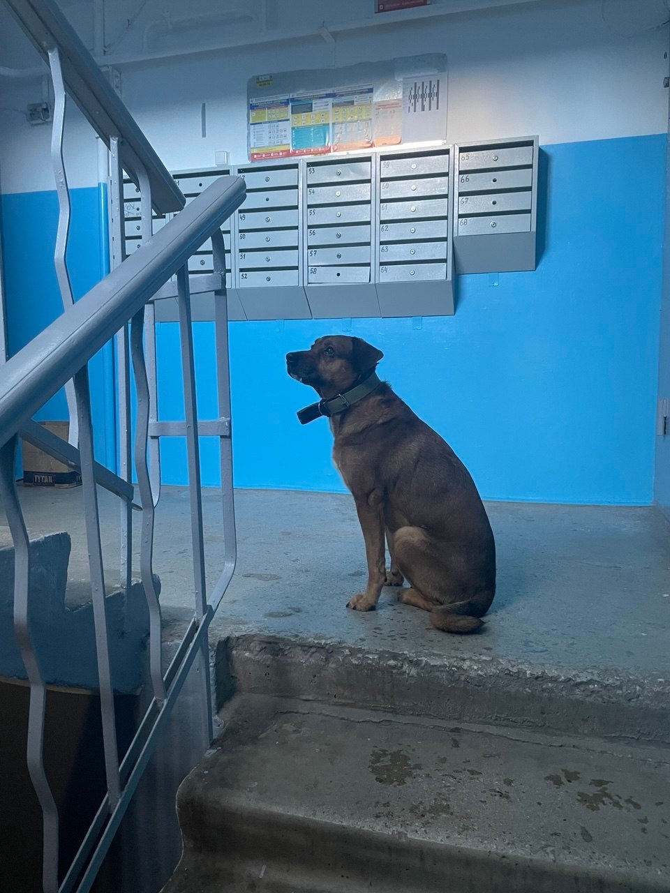 Пропала собака в Магнитогорске — фото объявления