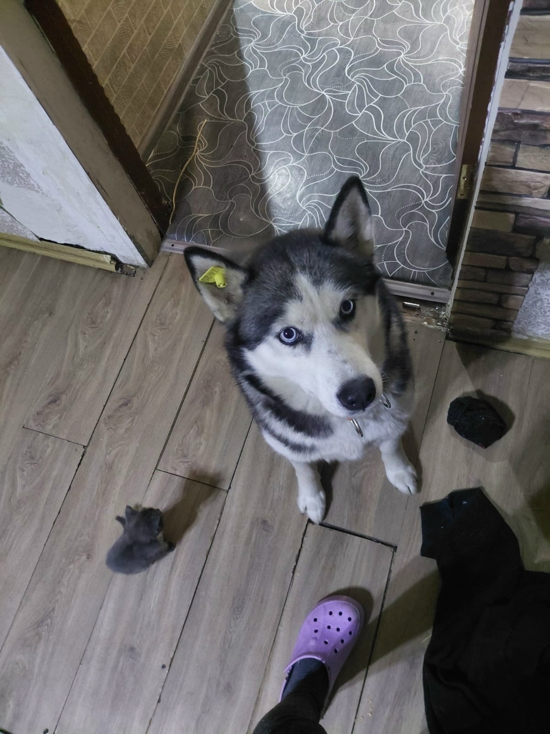 Пропала собака в Магнитогорске — фото объявления