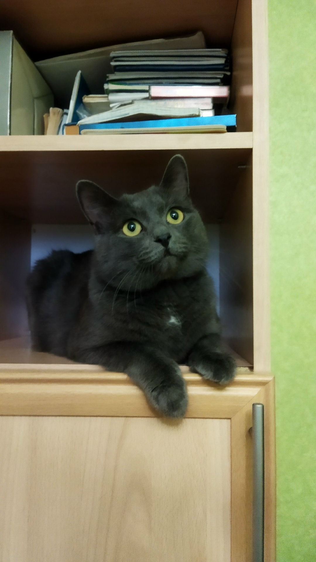 Найдена собака в Магнитогорске — фото объявления