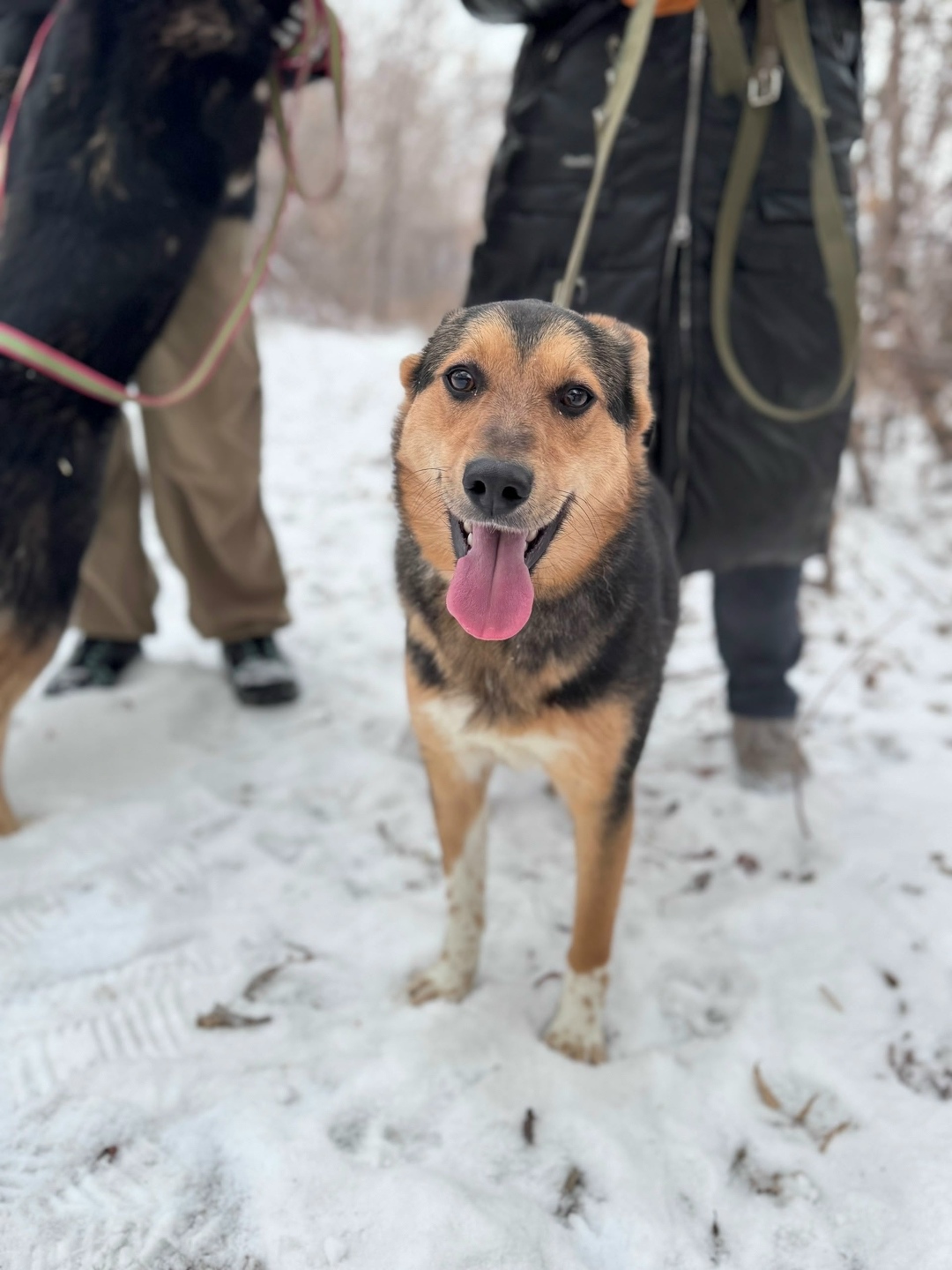 Найдена собака в Магнитогорске — фото объявления