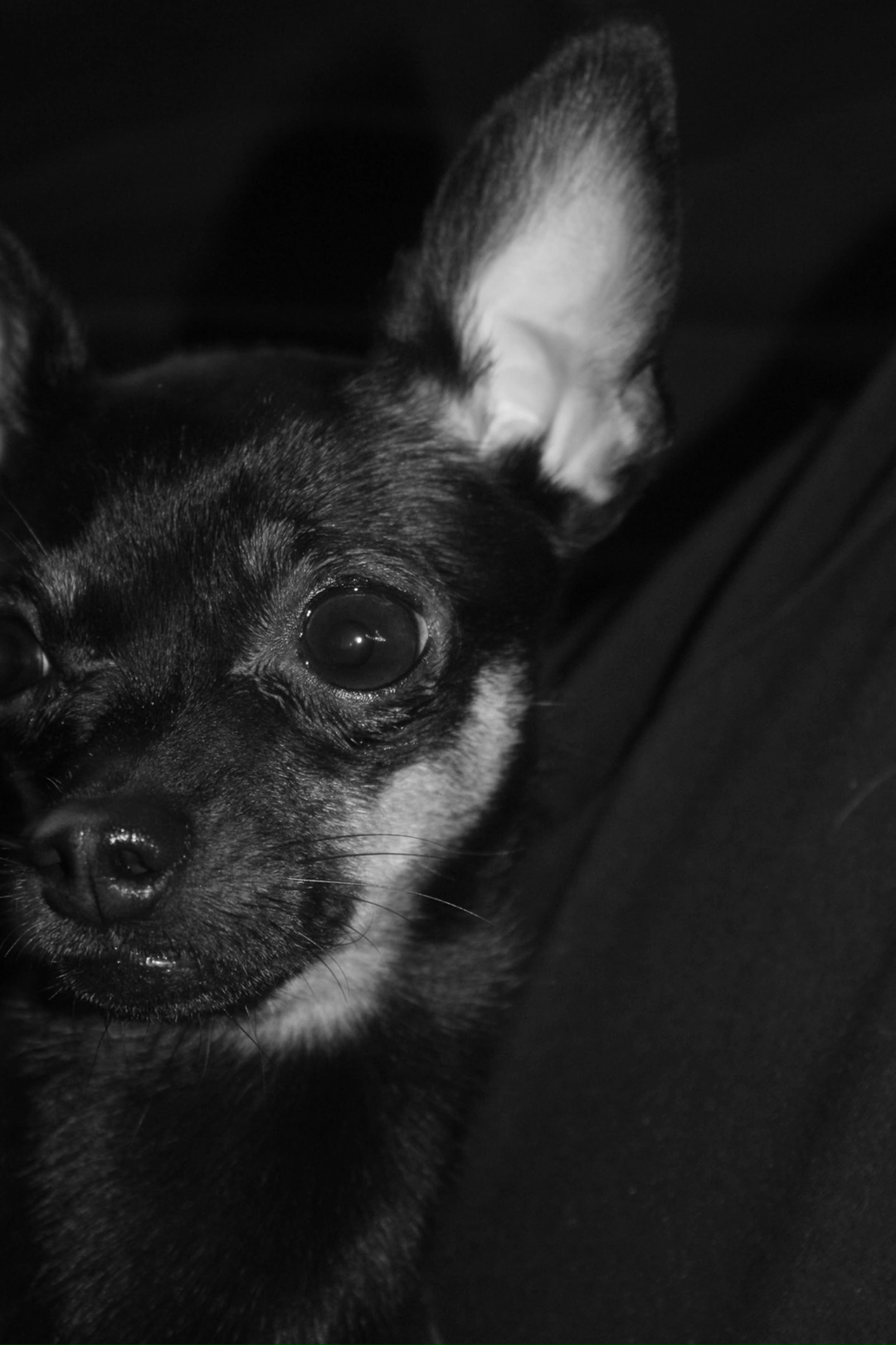 Пропала собака в Магнитогорске — фото объявления