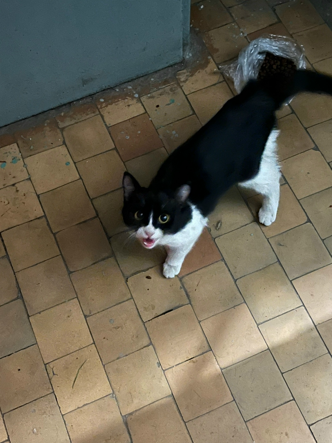 Найдена кошка в Магнитогорске — фото объявления