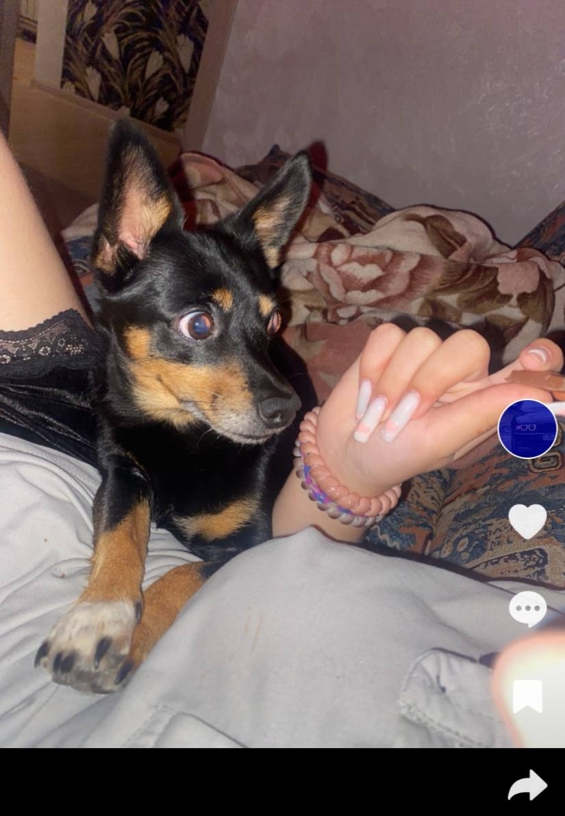 Пропала собака в Магнитогорске — фото объявления