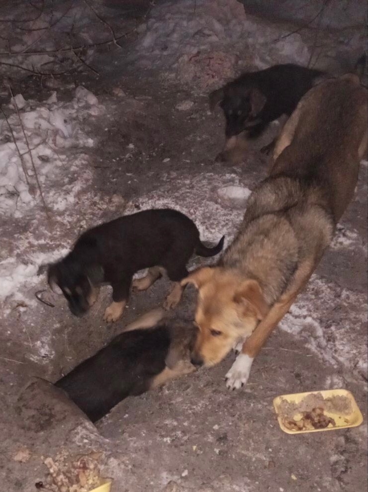 Пропала собака в Магнитогорске — фото объявления