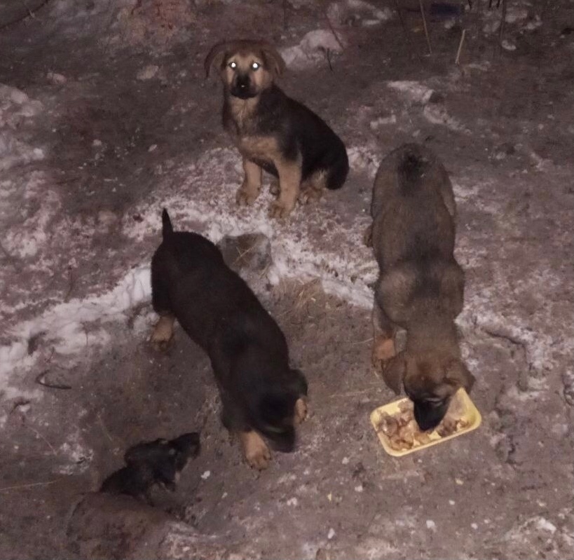 Пропала собака в Магнитогорске — фото объявления