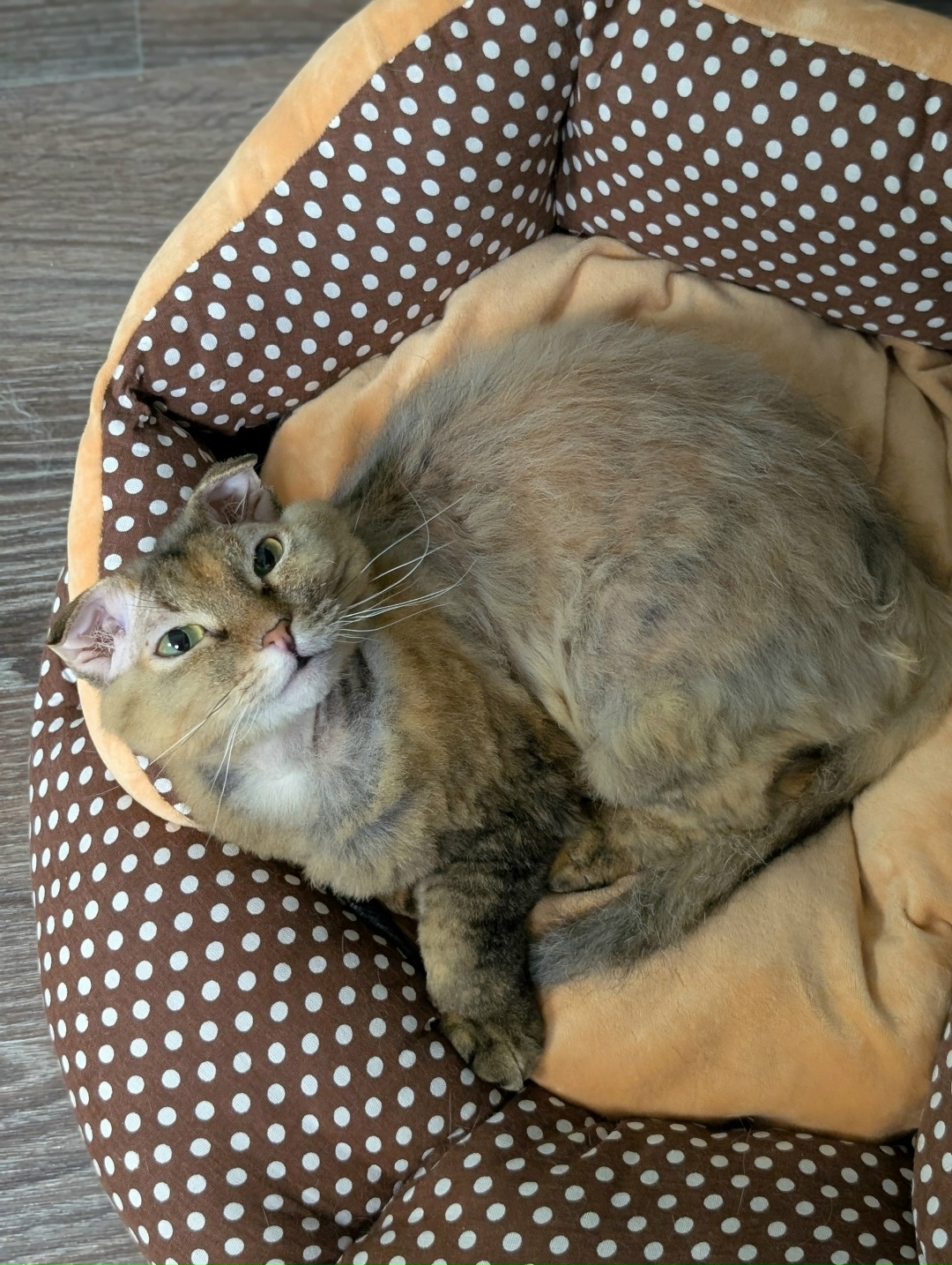 Пропала кошка в Магнитогорске — фото объявления