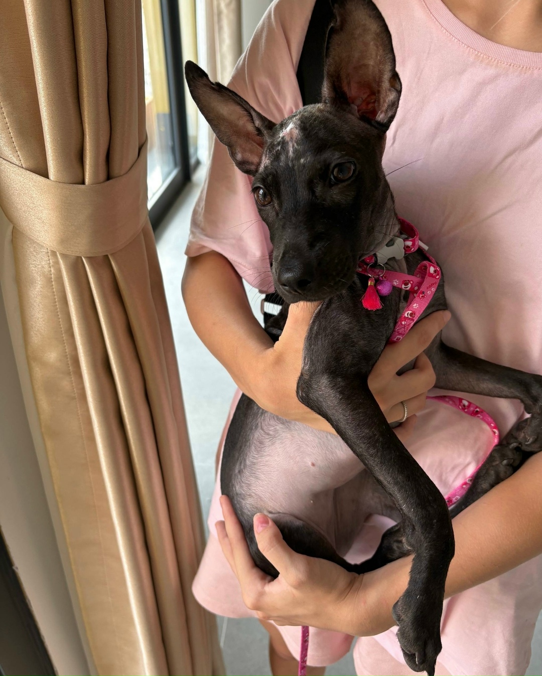 Найдена собака в Магнитогорске — фото объявления