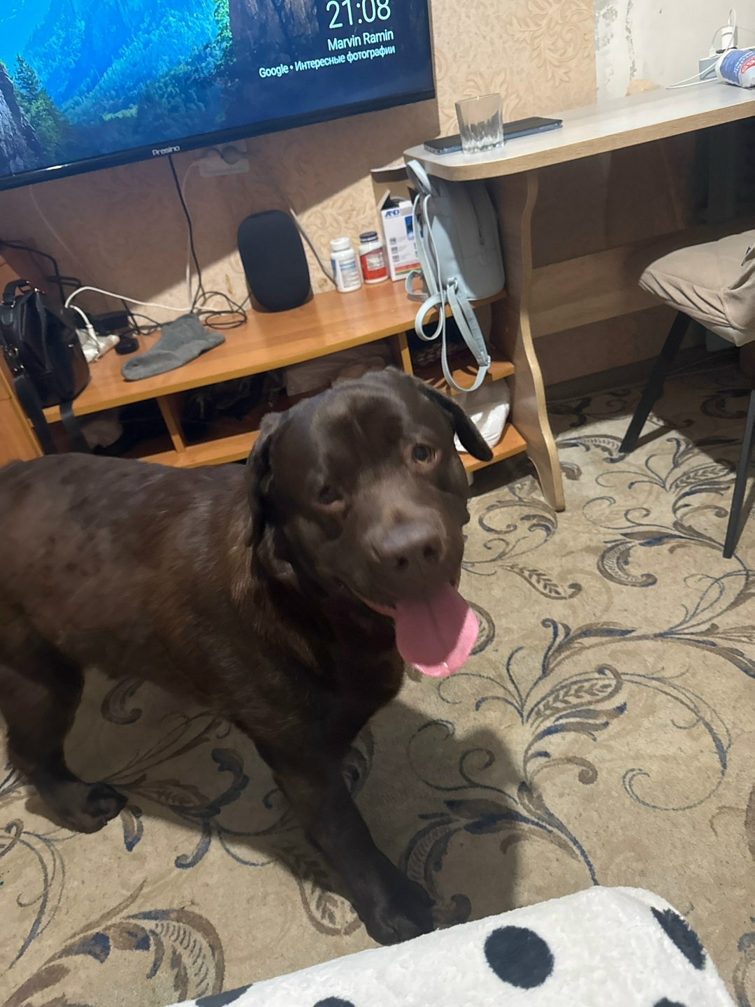 Найдена собака в Магнитогорске — фото объявления