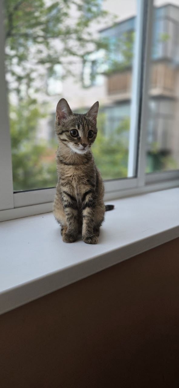 Пропала собака в Магнитогорске — фото объявления