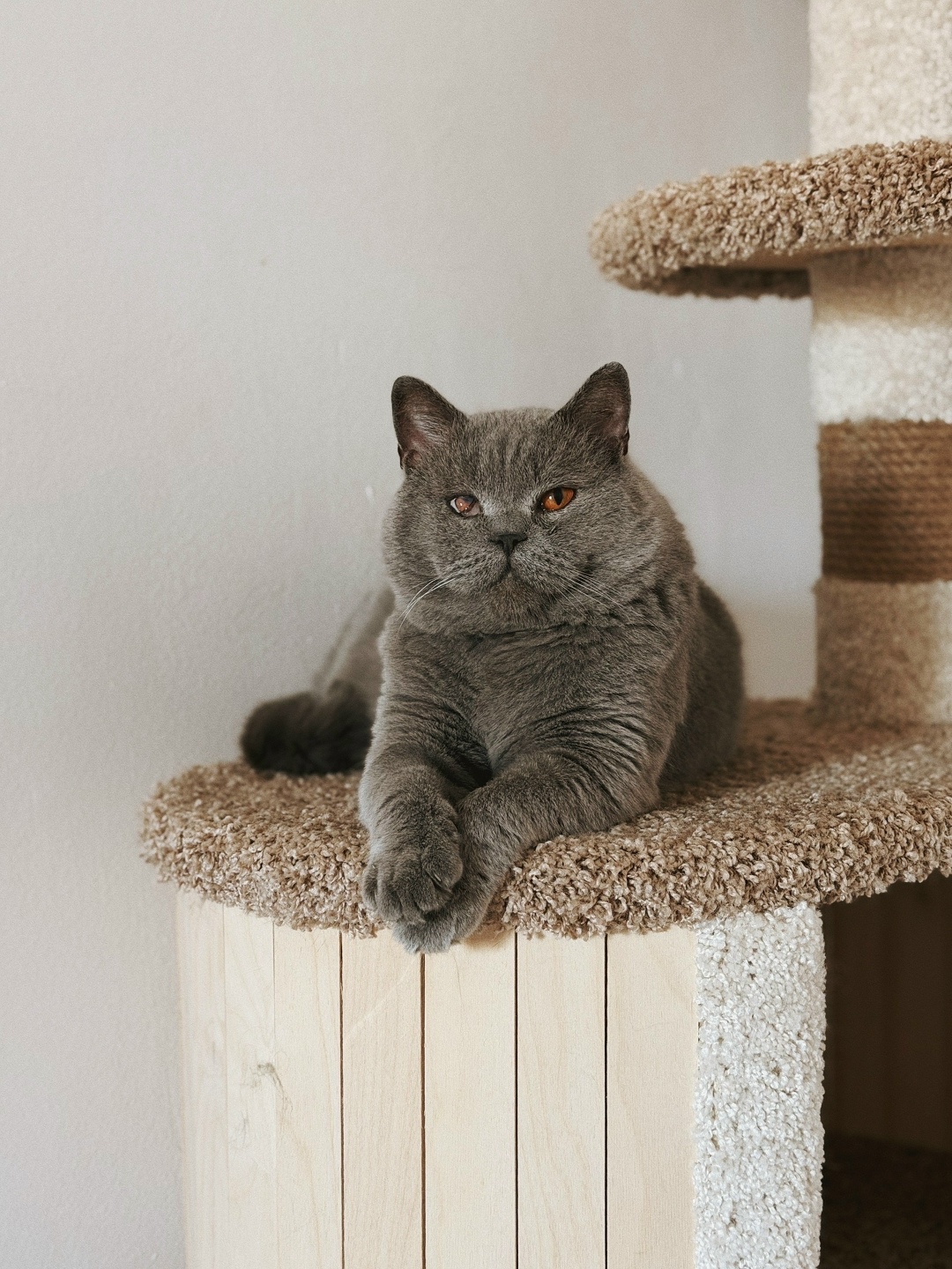 Найдена кошка в Магнитогорске — фото объявления