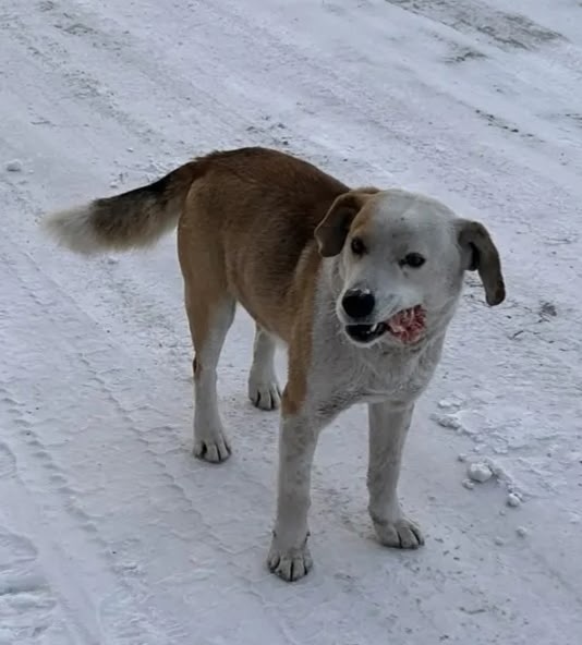 Найдена собака в Магнитогорске — фото объявления