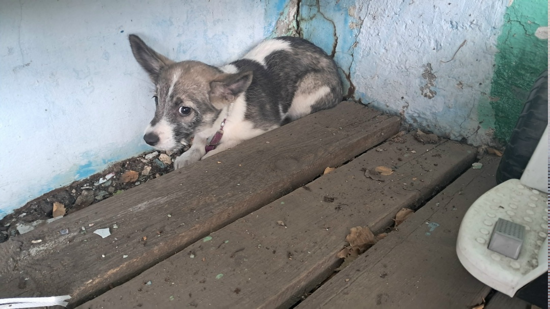 Найдена собака в Магнитогорске — фото объявления