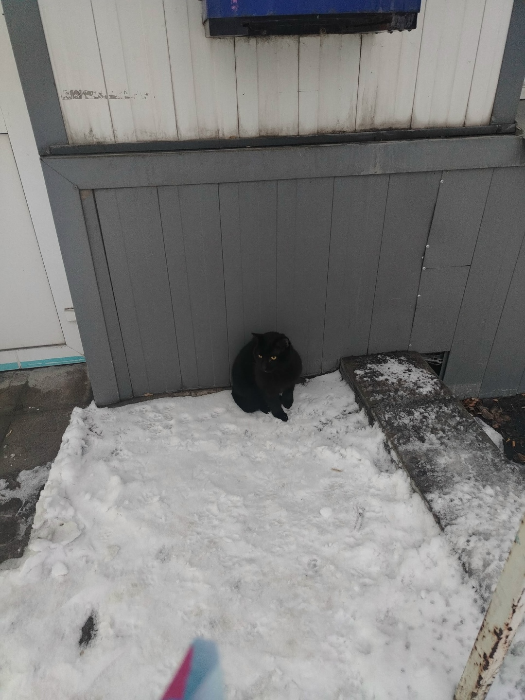 Пропала кошка в Магнитогорске — фото объявления