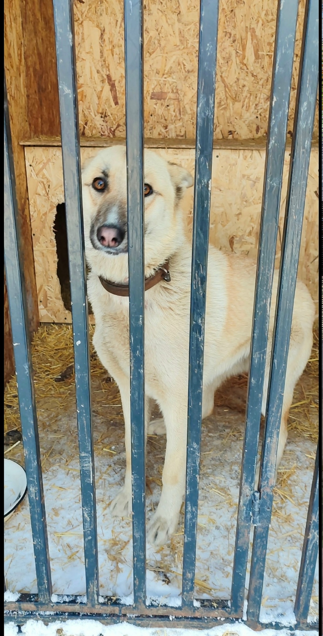 Найдена собака в Магнитогорске — фото объявления