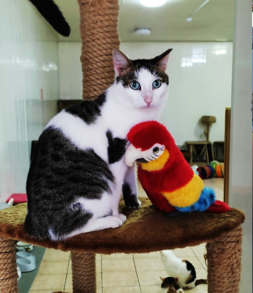 Пропала собака в Магнитогорске — фото объявления