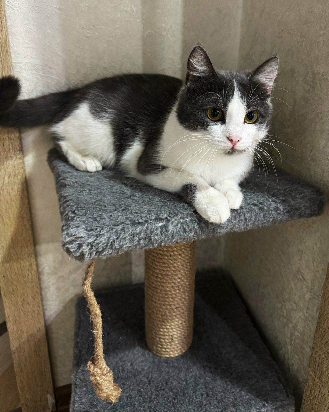 Найдена кошка в Магнитогорске — фото объявления