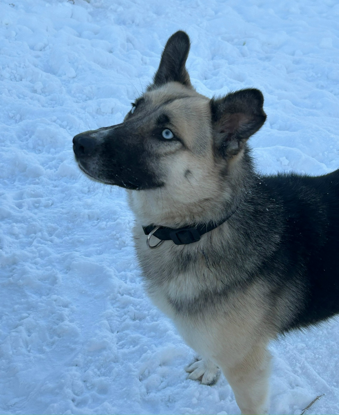 Пропала собака в Магнитогорске — фото объявления