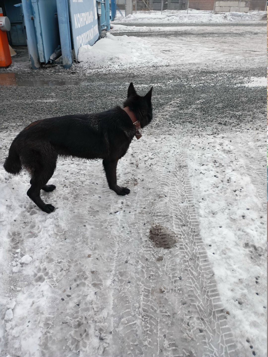 Найдена собака в Магнитогорске — фото объявления