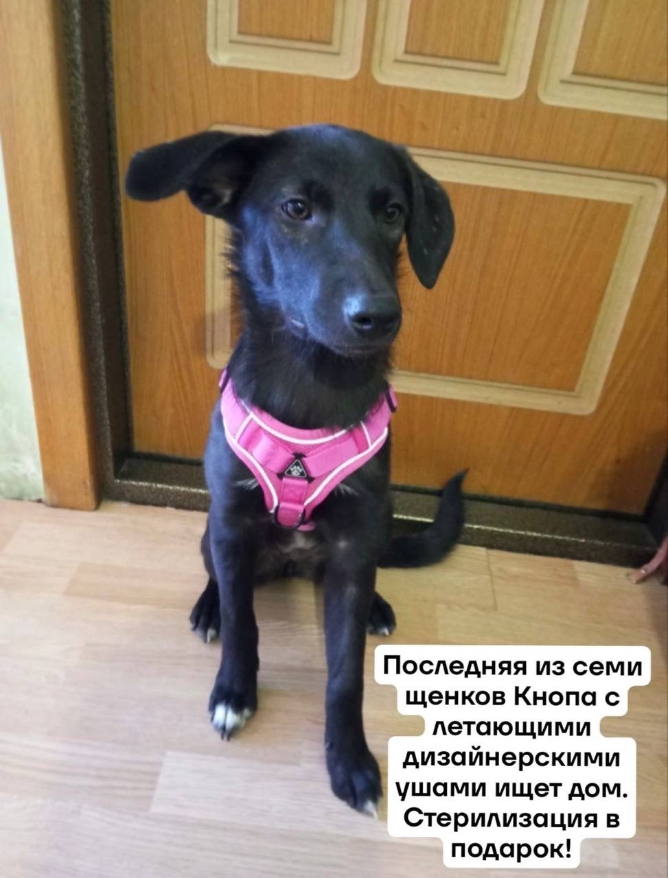 Найдена собака в Магнитогорске — фото объявления