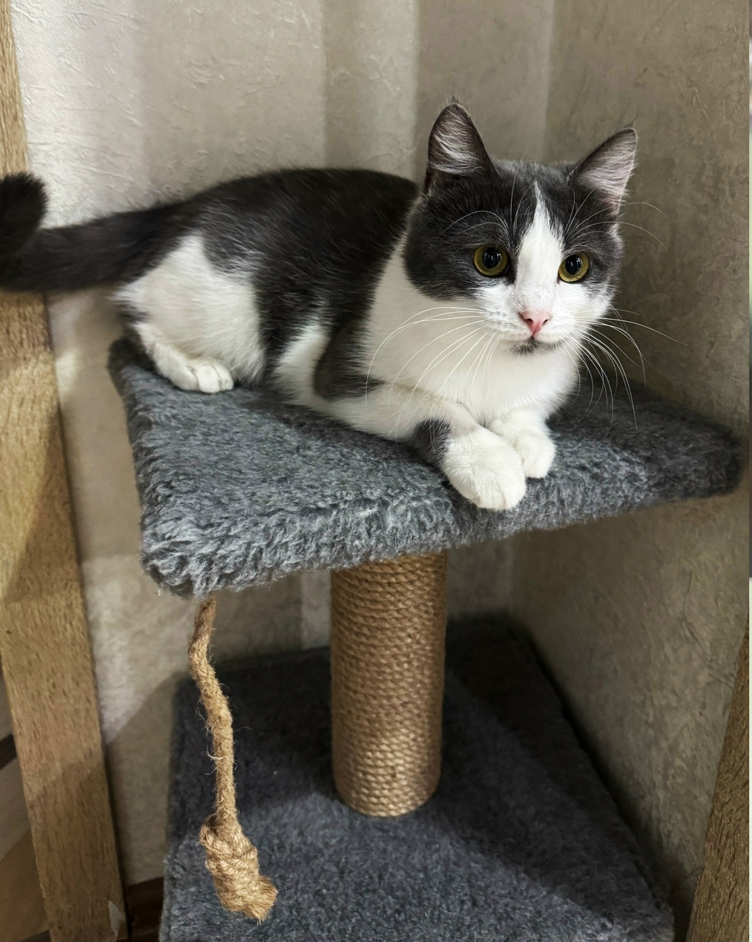 Найдена кошка в Магнитогорске — фото объявления