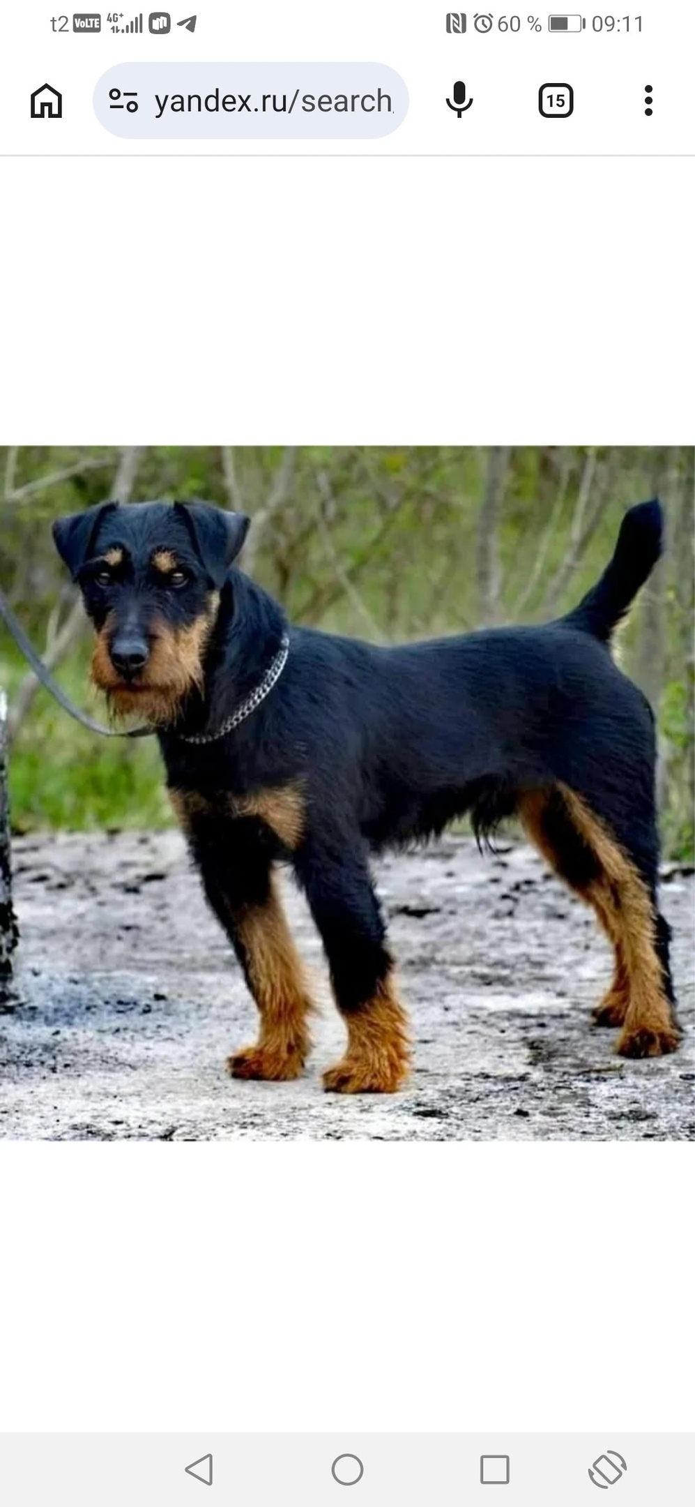 Пропала собака в Магнитогорске — фото объявления