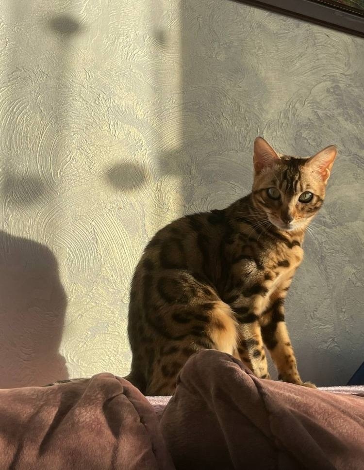 Пропала кошка в Магнитогорске — фото объявления