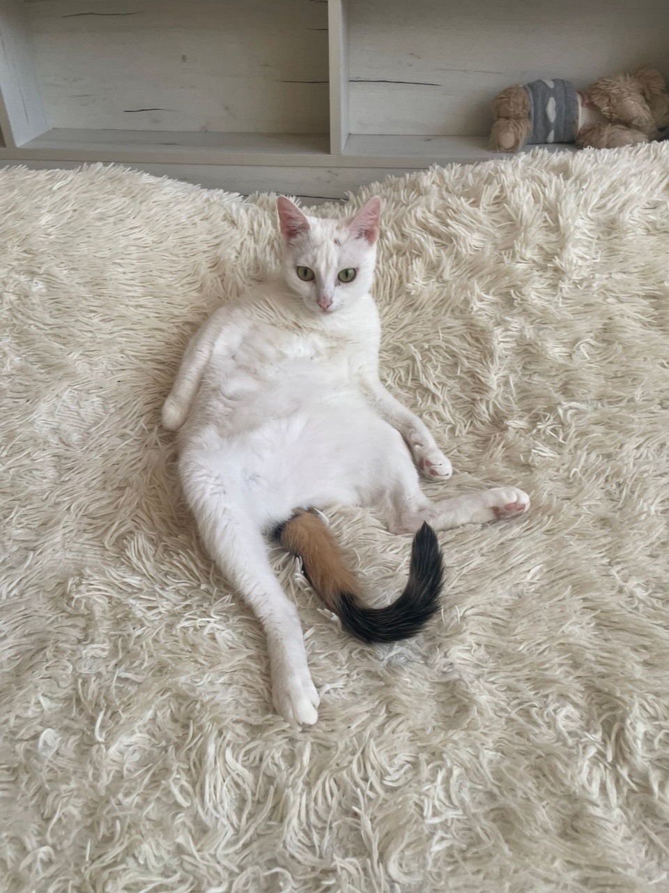 Пропала кошка в Магнитогорске — фото объявления