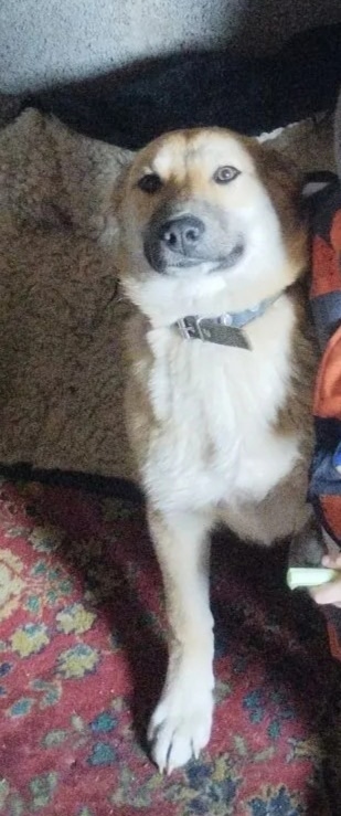 Пропала собака в Магнитогорске — фото объявления