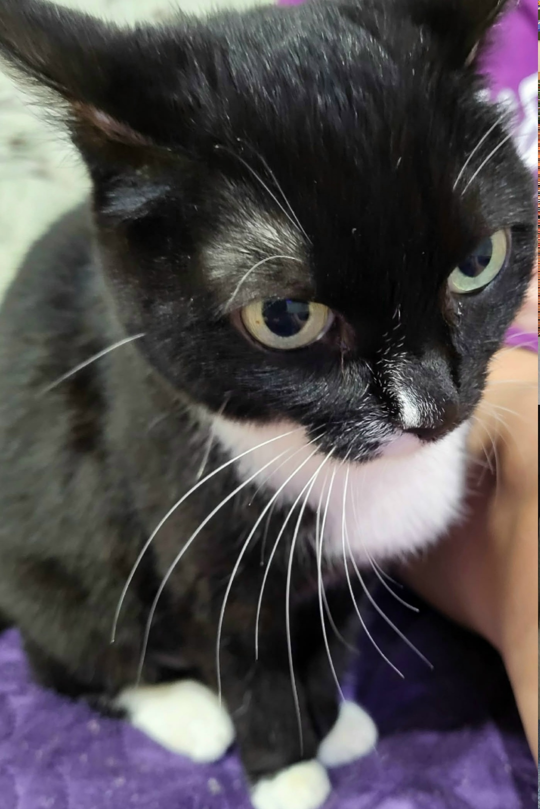 Пропала кошка в Магнитогорске — фото объявления