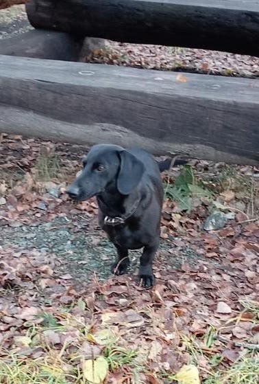 Пропала собака в Магнитогорске — фото объявления