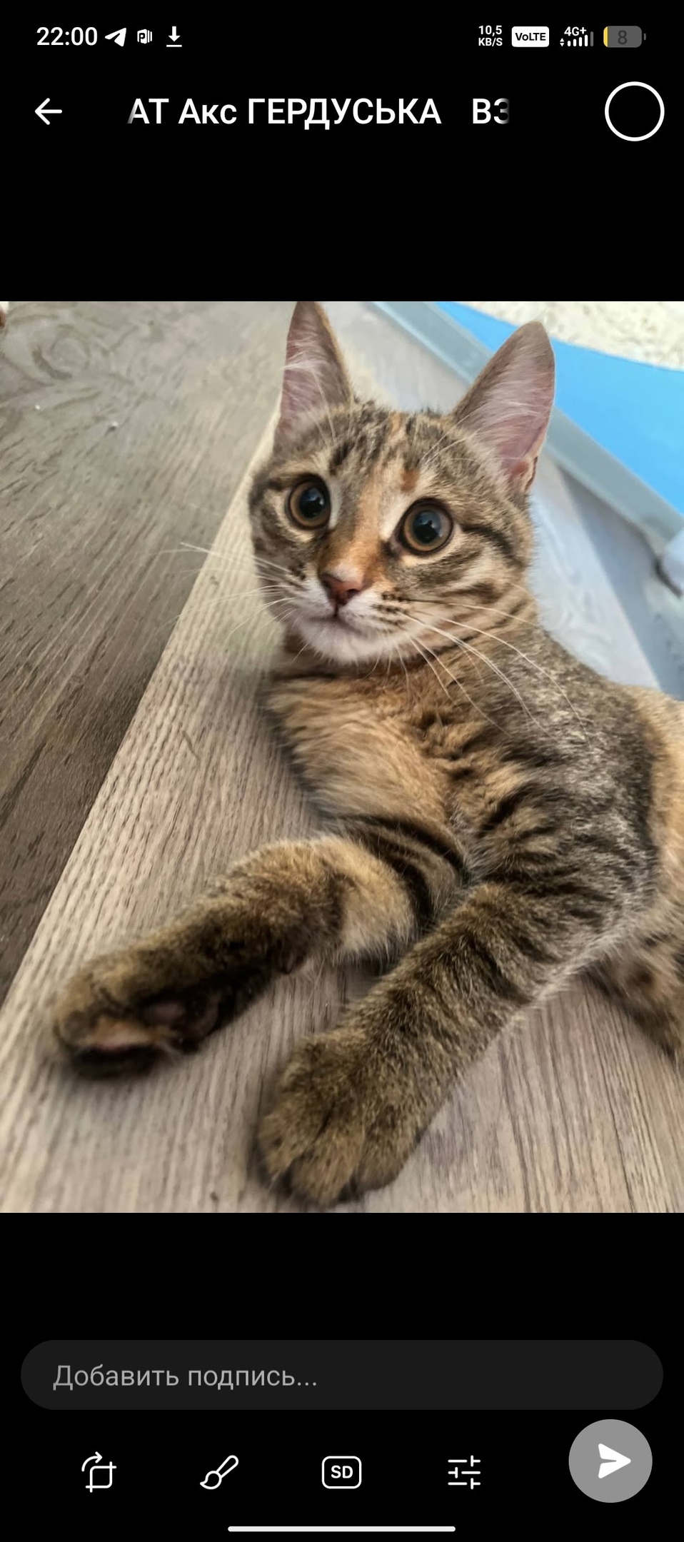 Пропала собака в Магнитогорске — фото объявления