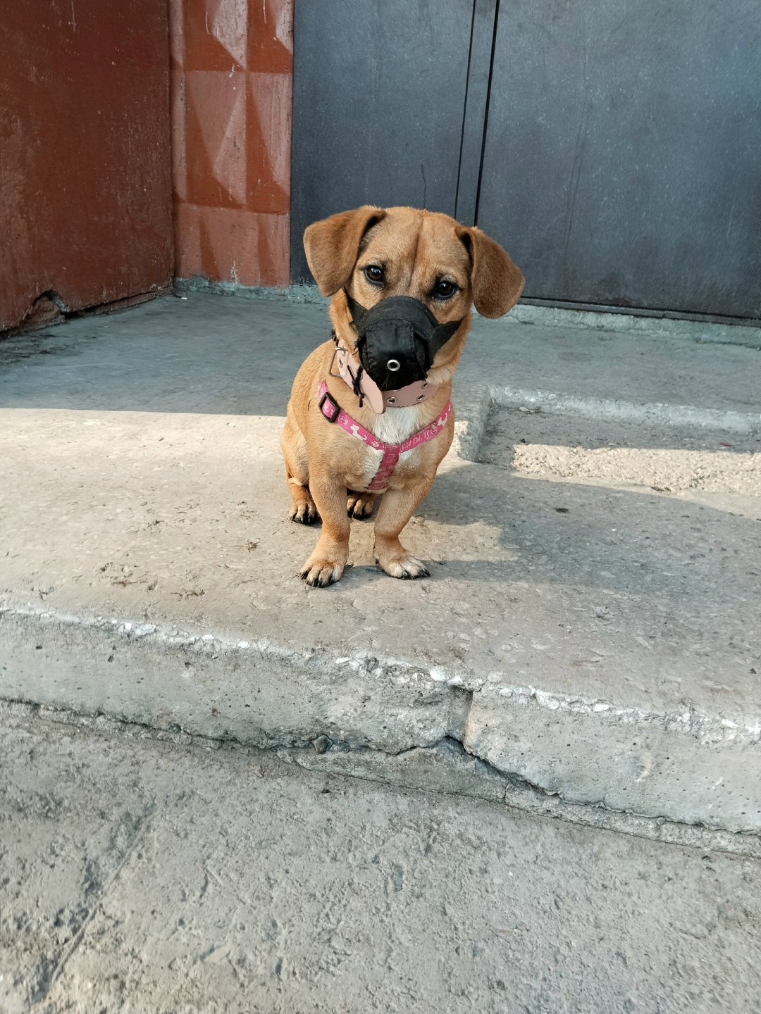 Пропала собака в Магнитогорске — фото объявления