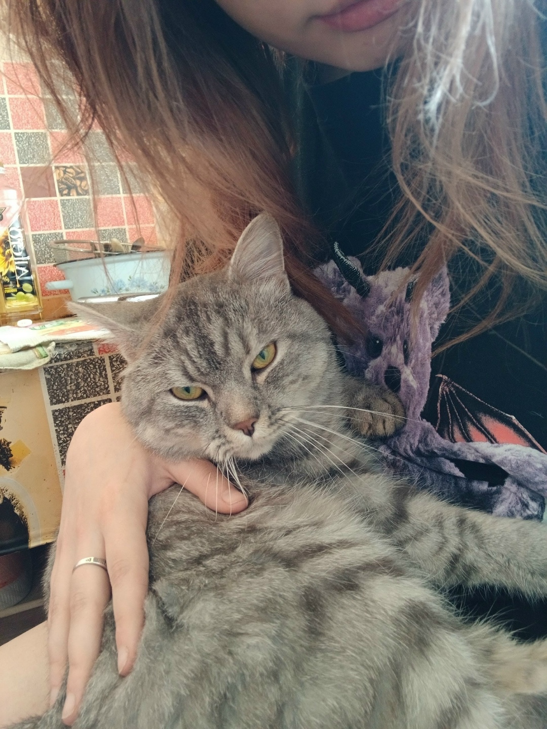 Пропала кошка в Магнитогорске — фото объявления