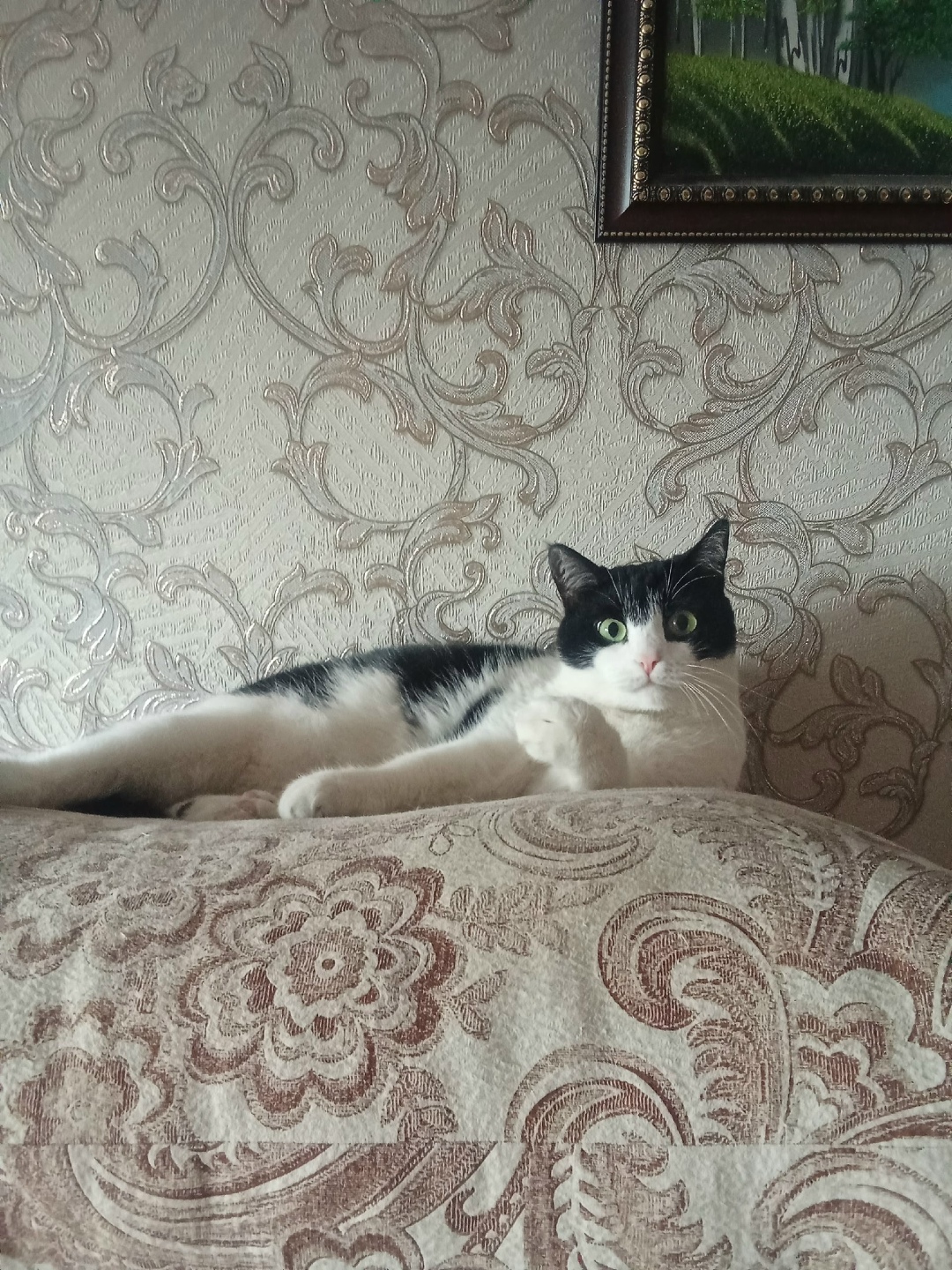 Пропала кошка в Магнитогорске — фото объявления