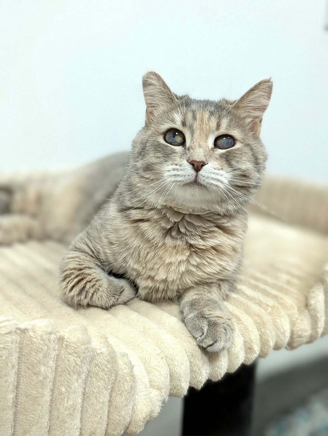 Найдена собака в Магнитогорске — фото объявления